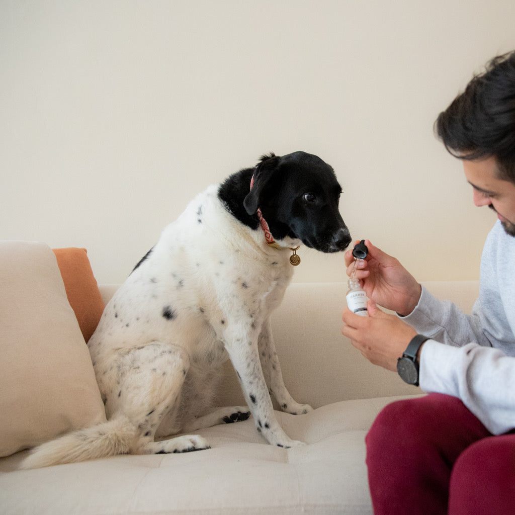 Cannabinoids for Your Best Fur Friends