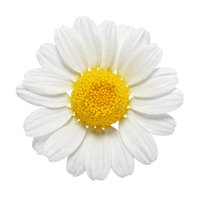 Chamomile Flower