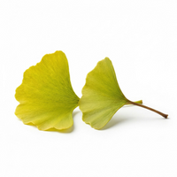 Ginkgo Biloba