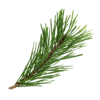 Pine Needle
