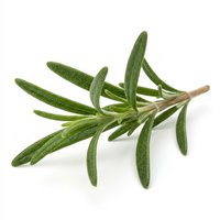 Rosemary Leaf Extract