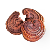 Reishi Mushroom