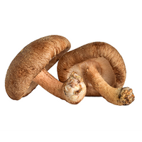 Shiitake Mushroom
