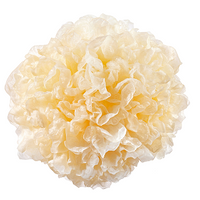 Tremella Mushroom