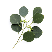 Eucalyptus Leaf