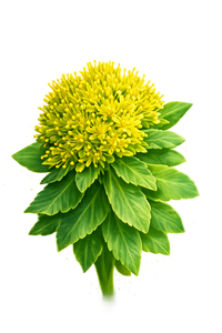 Rhodiola