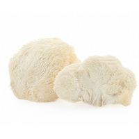Lion's Mane Mushroom