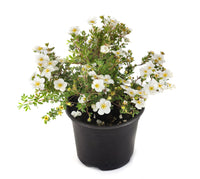 Bacopa